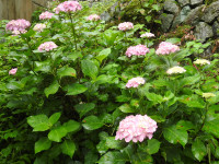 DSCN1527